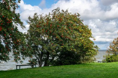 Deniz burnu, fırtına sırasında deniz, su sıçratan dalgalar ve hızlı hareket eden bulutlar Litvanya 'daki Curonian Tükürüğü yakınlarında, sonbaharda
