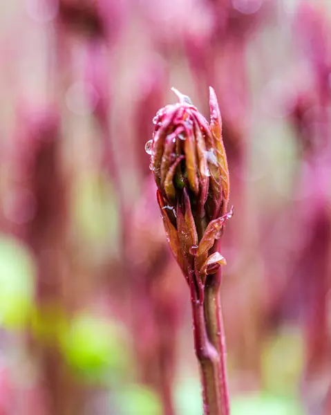 stock image spring plants covered with dew drops, spring flowers, morning dew, spring