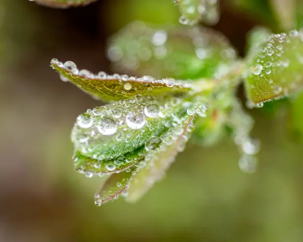 stock image spring plants covered with dew drops, spring flowers, morning dew, spring