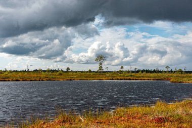 Bataklık gölü, bataklık çamları ve geleneksel bataklık bitkisi, Nigula doğa rezervi tipik bir batı Estonya bataklığı, sonbahar