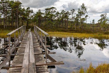 Bataklıktaki ahşap köprü, geleneksel bataklık bitkisi, Nigula doğa rezervi tipik bir batı Estonya bataklığı, sonbahar