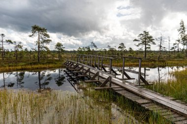 Bataklıktaki ahşap köprü, geleneksel bataklık bitkisi, Nigula doğa rezervi tipik bir batı Estonya bataklığı, sonbahar