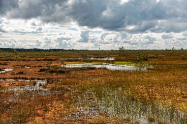 Bataklık sulak arazisi, çimen, bataklık çamları ve geleneksel bataklık bitkisi, Nigula doğa rezervi tipik bir batı Estonya bataklığı olan Nigula bataklığıdır.