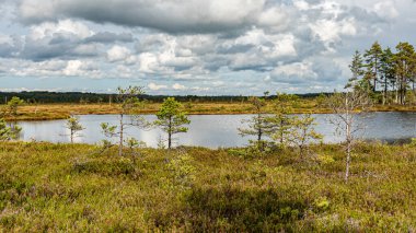 Bataklık sulak arazisi, çimen, bataklık çamları ve geleneksel bataklık bitkisi, Nigula doğa rezervi tipik bir batı Estonya bataklığı olan Nigula bataklığıdır.