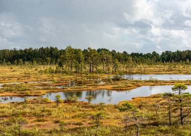 Bataklık sulak arazisi, çimen, bataklık çamları ve geleneksel bataklık bitkisi, Nigula doğa rezervi tipik bir batı Estonya bataklığı olan Nigula bataklığıdır.