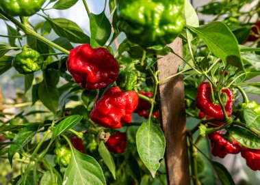 Bahçe bahçesinden sonbahar ganimetinin fotoğrafı, sonbahar