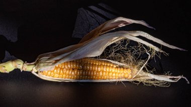 natürmort, mısırın yakın çekimi, Zea mays, mısır gevreği, makro fotoğraf.