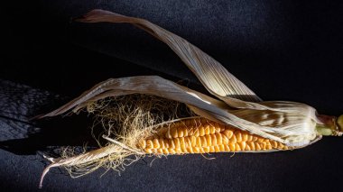 natürmort, mısırın yakın çekimi, Zea mays, mısır gevreği, makro fotoğraf.