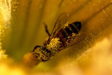 Hayat, kabak, balkabağı çiçeği yakın plan, makro fotoğraf.