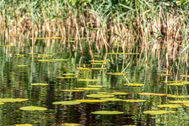 Güzel yaz manzarası, göl kıyıları, yabani bitkiler ve ağaçlar, yaz