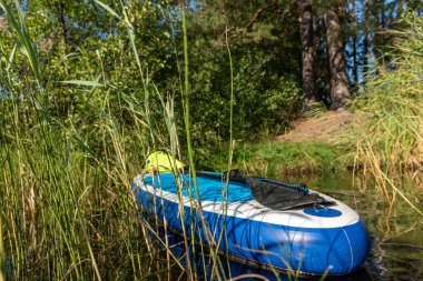 Gölü olan güzel bir yaz manzarası, gölde kürek tahtası, vahşi su bitkileri, yaz.