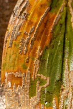 Yaprak dokusunun soyut yakın plan görüntüsü, arka planda su bitkisi, soyut yapı, sonbahar