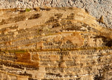 Yaprak dokusunun soyut yakın plan görüntüsü, arka planda su bitkisi, soyut yapı, sonbahar