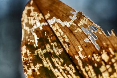 Yaprak dokusunun soyut yakın plan görüntüsü, arka planda su bitkisi, soyut yapı, sonbahar