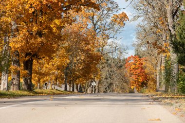 gorgeous autumn landscape with bright and colorful trees, typical Latvian golden autumn landscape, Gaujiena, Latvia clipart