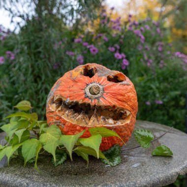 Bahçedeki eski cadılar bayramı balkabağı, Korkunç Jack O Fener Cadılar Bayramı balkabakları, bayramdan sonraki çirkin balkabağı, Cadılar Bayramı