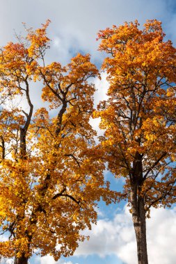 gorgeous autumn landscape with bright and colorful trees, typical Latvian golden autumn landscape, Gaujiena, Latvia clipart