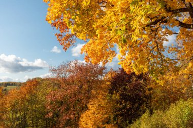 Parlak ve renkli ağaçları olan muhteşem sonbahar manzarası, tipik Letonya altın sonbahar manzarası, Gaujiena, Letonya