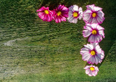 yeşil tahta üzerinde renkli sonbahar çiçeklerinin kompozisyonu, makro fotoğrafçılık