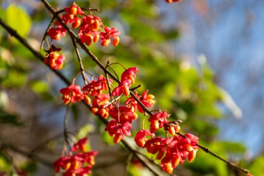 Sonbaharda parlak renkli yabani bitkiler, renkli bitkiler, sonbahar