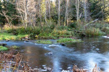 Vahşi bir nehrin hızlı akışı, bulanık su yüzeyi, doğada sonbahar, Braslas nehri, Letonya