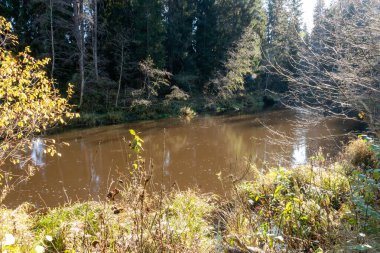 Vahşi bir nehrin hızlı akışı, bulanık su yüzeyi, doğada sonbahar, Braslas nehri, Letonya