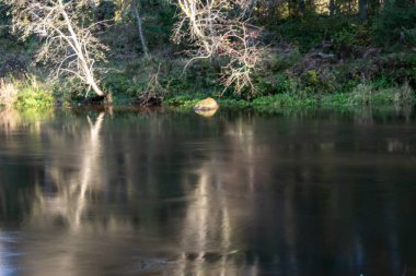 Vahşi bir nehrin hızlı akışı, bulanık su yüzeyi, doğada sonbahar, Braslas nehri, Letonya