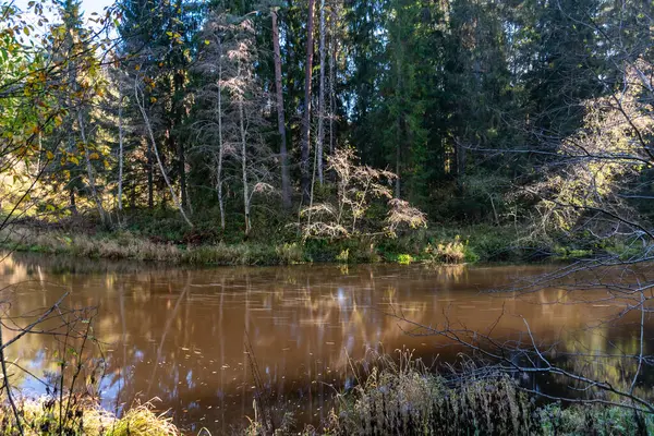 Vahşi bir nehrin hızlı akışı, bulanık su yüzeyi, doğada sonbahar, Braslas nehri, Letonya