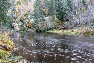 Vahşi bir nehrin hızlı akışı, bulanık su yüzeyi, doğada sonbahar, Braslas nehri, Letonya