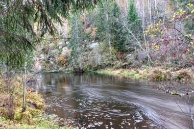 Vahşi bir nehrin hızlı akışı, bulanık su yüzeyi, doğada sonbahar, Braslas nehri, Letonya