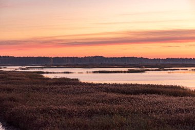 Aşırı gelişmiş ve sel basmış turba tarlaları, bataklık havuzları, kuş yuvaları, Seda bataklığı, Jerceni, Letonya