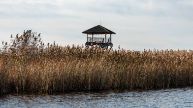 Kuş izleme kulesi olan bir manzara aşırı gelişmiş ve sular altında kalmış turba tarlaları, bataklık havuzları, kuş habitatları, Seda bataklığı, Jerceni, Letonya 'dan oluşan eşsiz bir kültürel manzara.