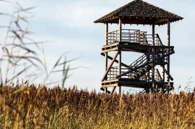 Kuş izleme kulesi olan bir manzara aşırı gelişmiş ve sular altında kalmış turba tarlaları, bataklık havuzları, kuş habitatları, Seda bataklığı, Jerceni, Letonya 'dan oluşan eşsiz bir kültürel manzara.
