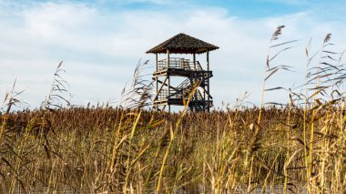Kuş izleme kulesi olan bir manzara aşırı gelişmiş ve sular altında kalmış turba tarlaları, bataklık havuzları, kuş habitatları, Seda bataklığı, Jerceni, Letonya 'dan oluşan eşsiz bir kültürel manzara.