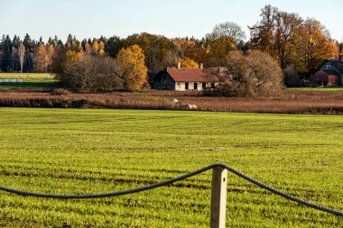 tipik sonbahar manzarası parlak yeşil mısır tarlası, Letonya