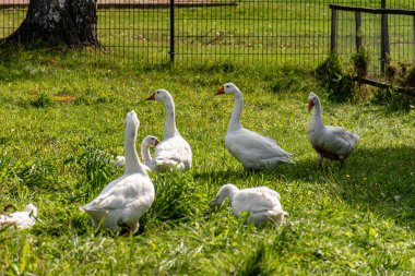 Yeşil battaniyeli beyaz kazlar, arka bahçedeki bir kaz sürüsü, sonbahar.
