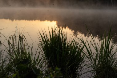 Gündoğumu, bataklık gölü yakınlarındaki gün batımı manzarası, sabah sisi, suda yansımalar, geleneksel bataklık gölü bitkisi, Letonya
