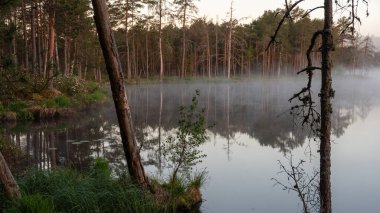 Gündoğumu, bataklık gölü yakınlarındaki gün batımı manzarası, sabah sisi, suda yansımalar, geleneksel bataklık gölü bitkisi, Letonya