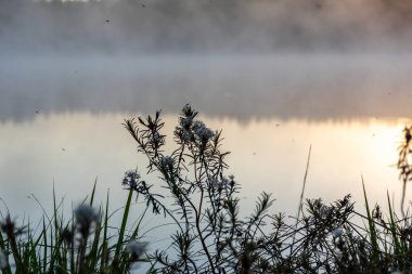 Ledum palustre, bitki zehirli, yemyeşil, genellikle yosunlu bataklıklarda ve bataklık çam ormanlarında yaygın, bataklık gölü kenarında gün doğumu, sisli arka plan, Letonya 'daki geleneksel orman bitkileri