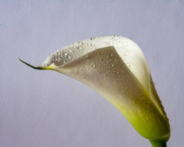 Gri arkaplanda beyaz kalla çiçeği, yakın plan görünümü, makro