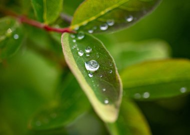 Baharın ilk yeşil bitkileri, baharın müjdecileri, doğanın ilk yeşilliği, harika zaman.