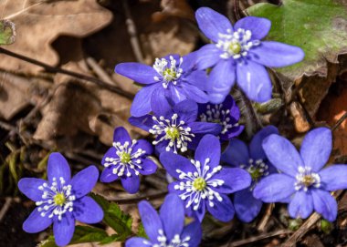 Mavi çiçekler, ilkbaharda Hepatica doğal bir arka planda, bahar