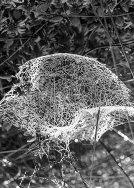 Siyah beyaz örümcek ağlı makro fotoğraf, yakın görüş, doğal oluşum, sonbahar