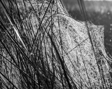 Siyah beyaz örümcek ağlı makro fotoğraf, yakın görüş, doğal oluşum, sonbahar