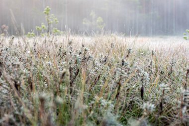 Donmuş bataklık bitkilerinin makro fotoğrafları, yakın görüş, hassas doğal oluşum, sonbahar