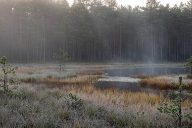 Bataklık bitkisi manzarası, harika don bataklık bitkileri, güzel doğal oluşum, bataklıktaki sonbahar soğuğu.