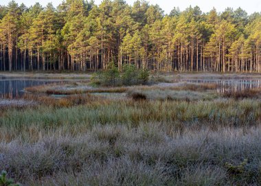 Bataklık bitkisi manzarası, harika don bataklık bitkileri, güzel doğal oluşum, bataklıktaki sonbahar soğuğu.