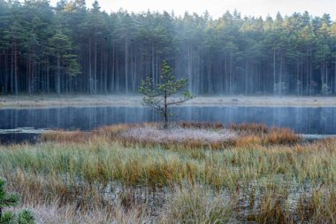 Bataklık bitkisi manzarası, harika don bataklık bitkileri, güzel doğal oluşum, bataklıktaki sonbahar soğuğu.