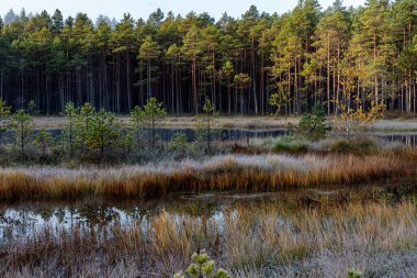 Bataklık bitkisi manzarası, harika don bataklık bitkileri, güzel doğal oluşum, bataklıktaki sonbahar soğuğu.
