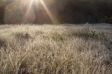 Harika donlarla kaplı bataklık bitkisinin manzarası bataklık üzerindeki güneş ışınları, sonbahar buzlu bataklık